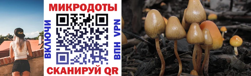 купить закладку  Кедровый  Галлюциногенные грибы GOLDEN TEACHER 